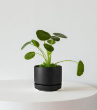 Pilea Peperomioides - Imagen 4