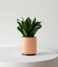 Dracaena Compacta - Imagen 2