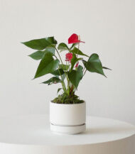 Cactus & Succulent Potting Mix - Imagen 4