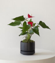 Anthurium &ndash; King of hearts - Imagen 4
