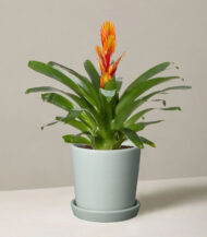 Bromeliad Vriesea - Imagen 2