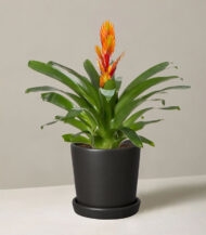 Bromeliad Vriesea - Imagen 3