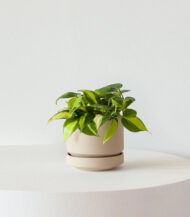 Philodendron Brasil - Imagen 2