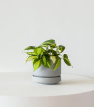 Cactus & Succulent Potting Mix - Imagen 3