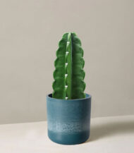 Cuddly Cactus - Imagen 2