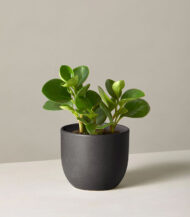 Peperomia Obtusifolia - Imagen 3