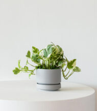 N&rsquo;joy Pothos - Imagen 3