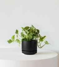 N&rsquo;joy Pothos - Imagen 4
