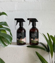 Bromeliad Vriesea - Imagen 4