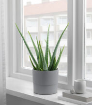 Drakfrukt - Imagen 5