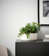 Anthurium &ndash; King of hearts - Imagen 5