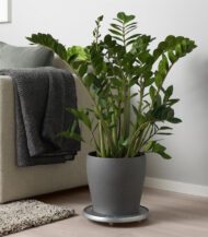 Bromeliad Vriesea - Imagen 5